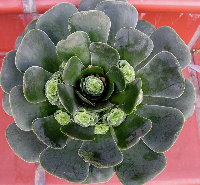 Greenovia diplocycla Greenovia diplocycla