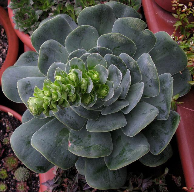 Greenovia diplocycla Greenovia diplocycla