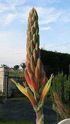 Aloe melanacantha var erinacea Aloe melanacantha var erinacea