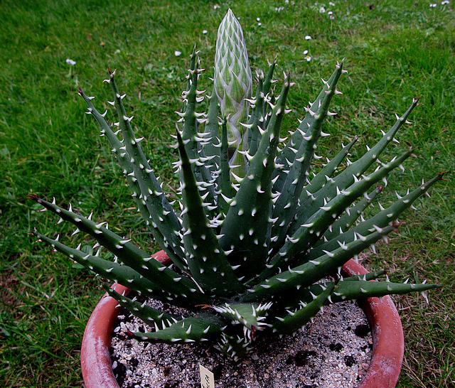 Aloe melanacantha var erinacea Aloe melanacantha var erinacea