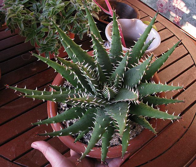 Aloe melanacantha var erinacea Aloe melanacantha var erinacea