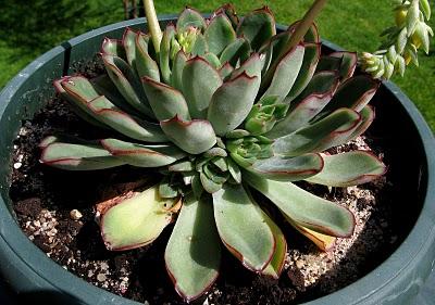 Echeveria pulidonis Echeveria pulidonis