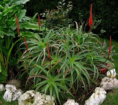 Aloe arborescens celebra la Navidad con con velas rojas Aloe arborescens celebra la Navidad con con velas rojas