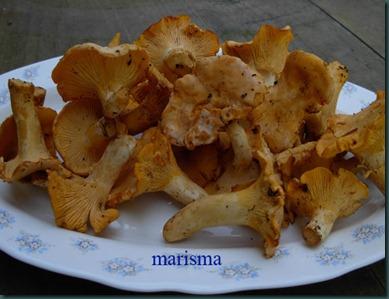 rebozuelos1 rebozuelos1