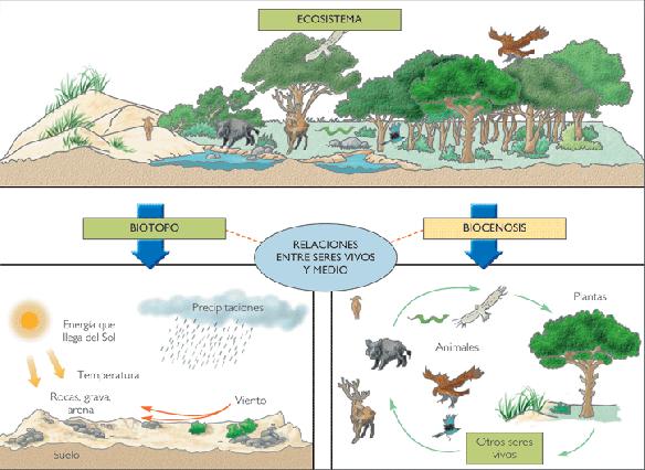 Los Ecosistemas: componentes, funcionamiento, niveles tróficos y cadenas alimentarias