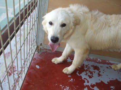 LOS LLEVAN A LA PERRERA ESTA TARDE!! Urge acogida para dos perros de tamaño mediano!! (Murcia) LOS LLEVAN A LA PERRERA ESTA TARDE!! Urge acogida para dos perros de tamaño mediano!! (Murcia)