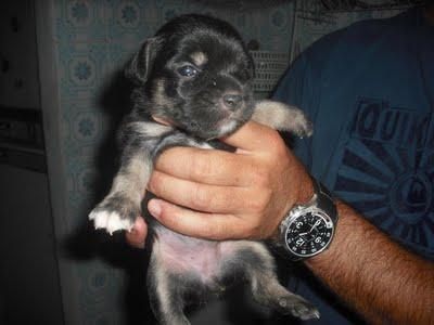 Bodeguera y cachorros viviendo en casa a punto de caerse. (Sevilla)