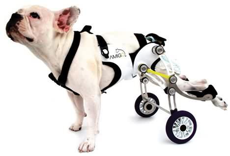 Amigo – Dispositivo que mantiene a perros discapacitados independientes y corriendo