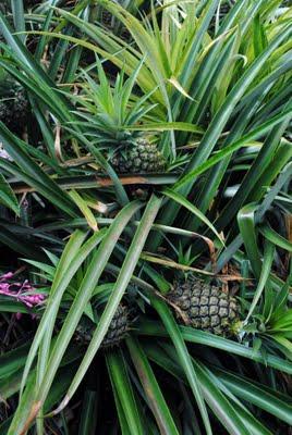 Visitando jardines: Jardín botánico en Hawai