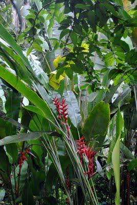 Visitando jardines: Jardín botánico en Hawai