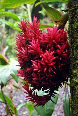Visitando jardines: Jardín botánico en Hawai