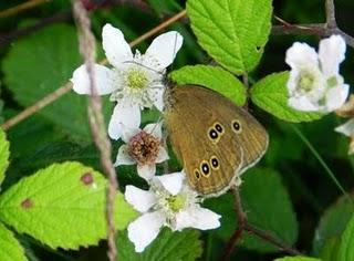 Sortijitas Sortijitas