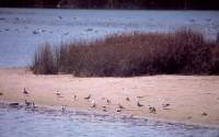 Isla Cristina, mar y aire