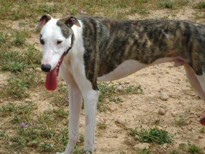 RALPH, ELEGANTE GALGO EN ADOPCIÓN. HUESCA (ARAGÓN)