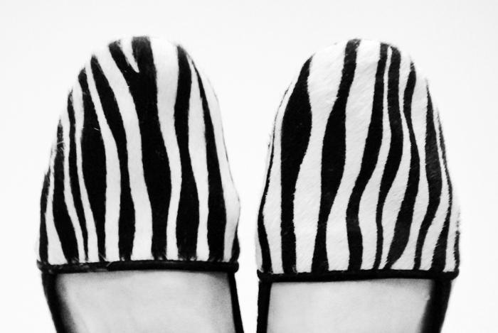 Zebra Photobucket
