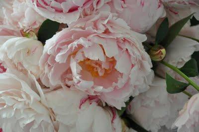 Dímelo con flores: Peonías Dímelo con flores: Peonías