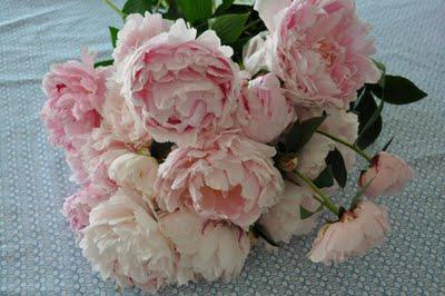 Dímelo con flores: Peonías Dímelo con flores: Peonías