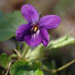 violeta, fotos violeta, fotos