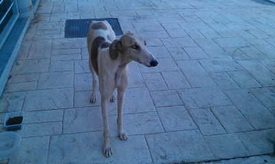 SEGUIMOS...Cala, galga en los huesos en la calle. (Sevilla)