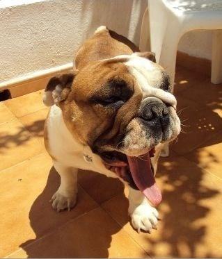 ARI, bulldog robada en Córdoba.