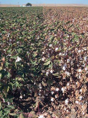 El problema del algodón El problema del algodón