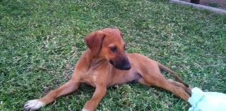 Cachorro galguito ABANDONADO. Cachorro galguito ABANDONADO.