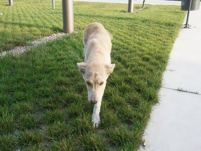 CACHORRO ABANDONADO EN QUART DE POBLET - VALENCIA - AYUDA ESTA EN LA CALLE!!!