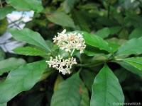 planta ipecac psychotria ipecacuhana