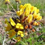 planta vulneraria, fotos planta vulneraria, fotos