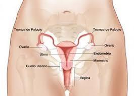 cancerutrino ¿Cómo se puede prevenir el cáncer de cuello de útero?