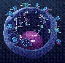 LA COMBINACIÓN DE PERTUZUMAB CON TRASTUZUMAB MÁS QUIMIOTERAPIA EN PRIMERA LÍNEA AUMENTÓ LA SUPERVIVENCIA LIBRE DE PROGRESION DEL CANCER DE MAMA HER2+ LA COMBINACIÓN DE PERTUZUMAB CON TRASTUZUMAB MÁS QUIMIOTERAPIA EN PRIMERA LÍNEA AUMENTÓ LA SUPERVIVENCIA LIBRE DE PROGRESION DEL CANCER DE MAMA HER2+