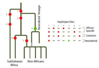An X-Linked Haplotype of Neandertal Origin Is Present Among All Non-African Populations Nueva confirmación de la hibridación entre H. neanderthalensis y H. sapiens