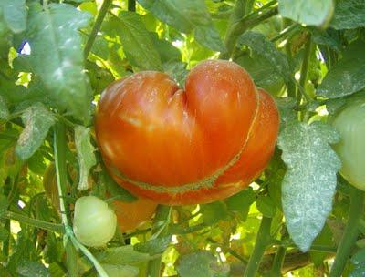 UNOS TOMATES EXCEPCIONALES