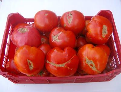 UNOS TOMATES EXCEPCIONALES