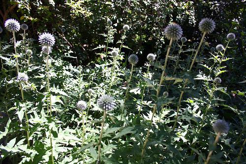 El Romeral de Leandro Silva Echinops