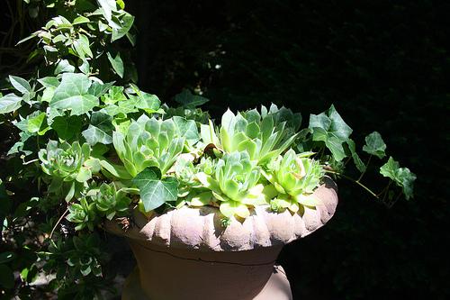 El Romeral de Leandro Silva Vaso con siemprevivas