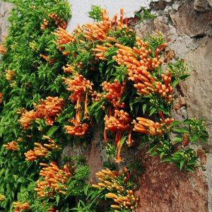 Pyrostegia venusta Pyrostegia venusta