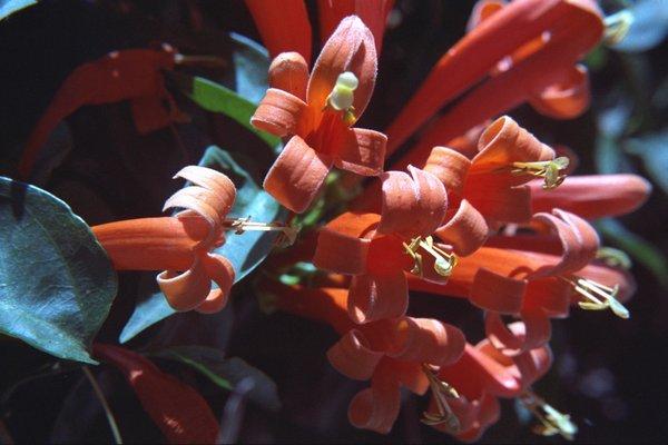 Pyrostegia venusta Pyrostegia venusta