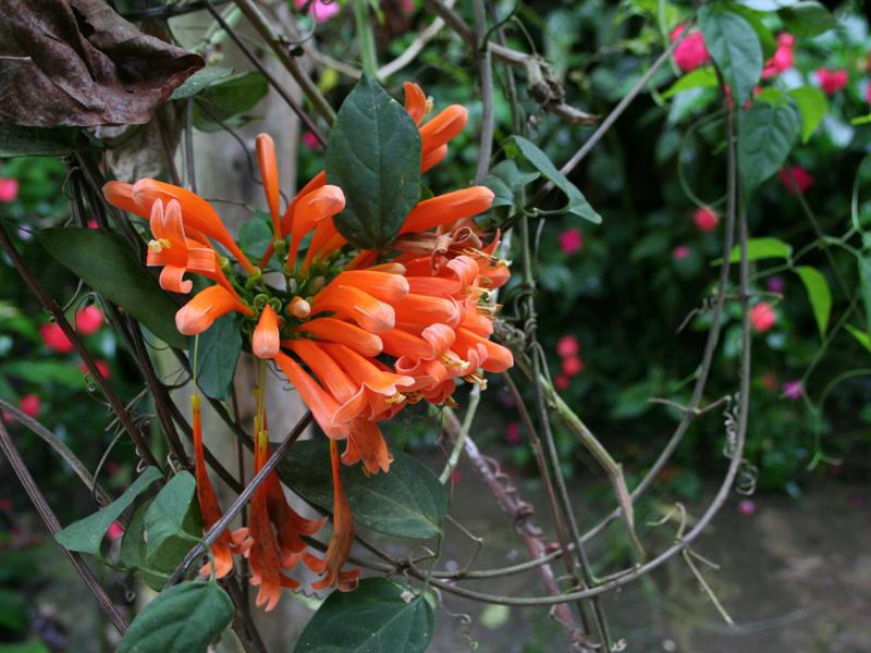 Pyrostegia venusta Pyrostegia venusta