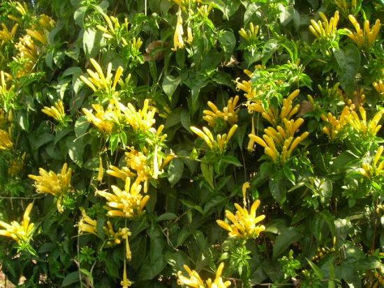 Pyrostegia venusta Pyrostegia venusta