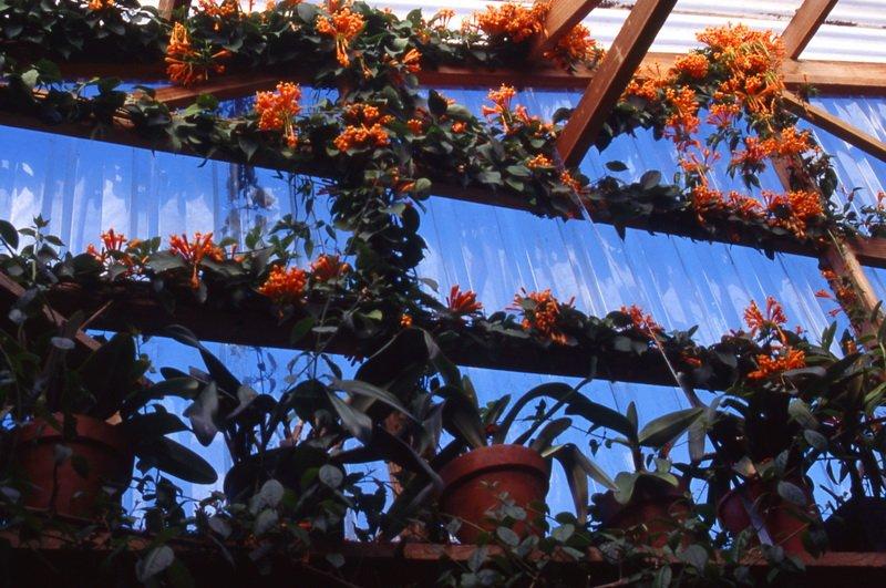 Pyrostegia venusta Pyrostegia venusta