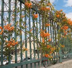 Pyrostegia venusta Pyrostegia venusta