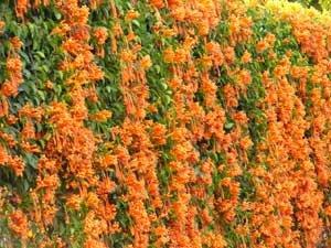 Pyrostegia venusta Pyrostegia venusta