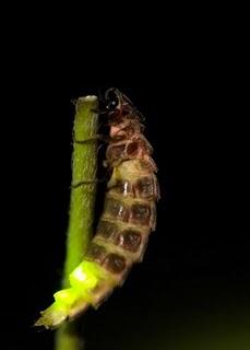 La luciérnaga o gusano de luz, Lampyris noctiluca La luciérnaga o gusano de luz, Lampyris noctiluca