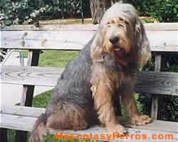 Otterhound o perro de nutria fotos Otterhound o perro de nutria fotos