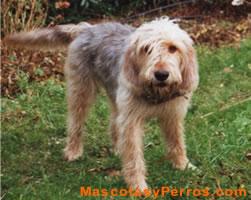 Otterhound o perro de nutria fotos Otterhound o perro de nutria fotos