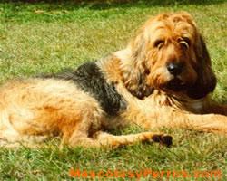 Otterhound  o perro de nutria fotos