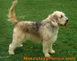 Otterhound  o perro de nutria fotos