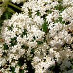 Sambucus ebulus o yezgo, fotos Sambucus ebulus o yezgo, fotos