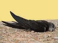 Flap-flap-flap Flap-flap-flap